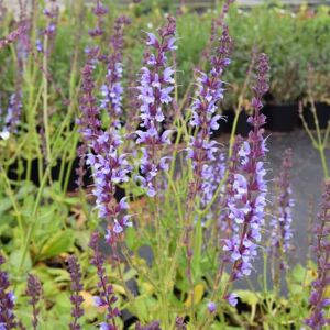 Salvia × sylvestris 'Dear Anja' ---